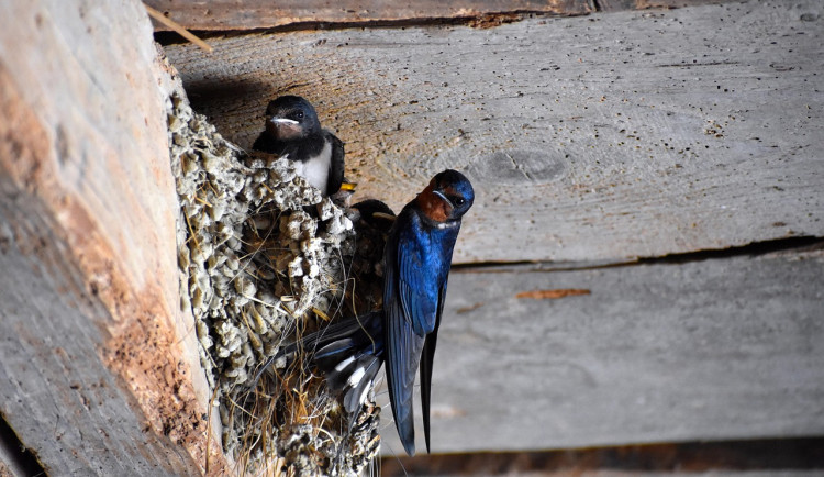 susanneedele-barn-swallow-5346612_1280