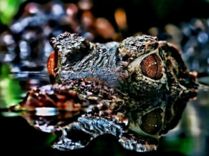 3. místo Tom Halačka  - snímek kajmánka trpasličího