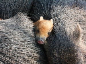 5.–12. místo bez pořadí:  Aleš Berka; Amálie Mrkosová a Robert Kúkol; Dominika Černá; Eva Kolářová; Jakub Kramárik; Jan Poláček; Petr Stejskal