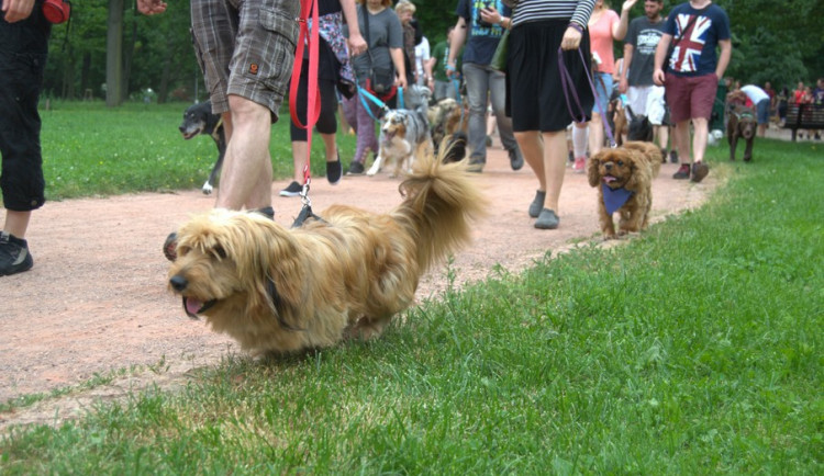 Lužánky patřily v neděli pejskům, Autor: Martin Šeda