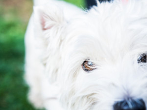 Za Lužánkami se sešly stovky milovníků pejsků, aby pomohly útulkům. Autor: Tomáš Hrivňák