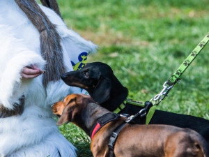 Za Lužánkami se sešly stovky milovníků pejsků, aby pomohly útulkům. Autor: Tomáš Hrivňák
