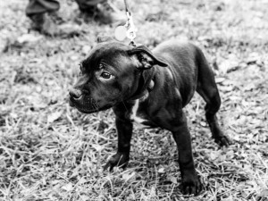 Za Lužánkami se sešly stovky milovníků pejsků, aby pomohly útulkům. Autor: Tomáš Hrivňák