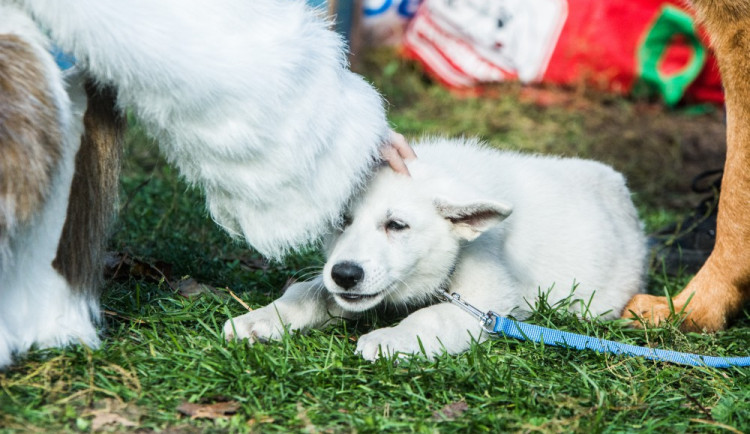 Za Lužánkami se sešly stovky milovníků pejsků, aby pomohly útulkům. Autor: Tomáš Hrivňák