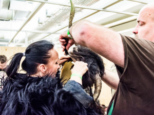 Krampus v Brně, autor: Tomáš Hrivňák