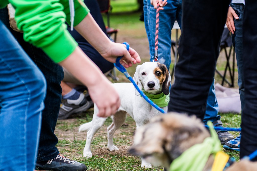 Chcete nás? Umisťovací výstava psů v Lužánkách 2018, autor: Tomáš Hrivňák
