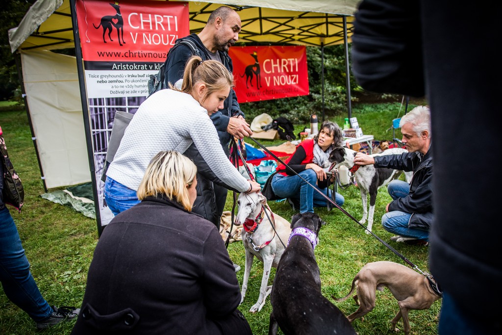 Chcete nás? Umisťovací výstava psů v Lužánkách 2018, autor: Tomáš Hrivňák