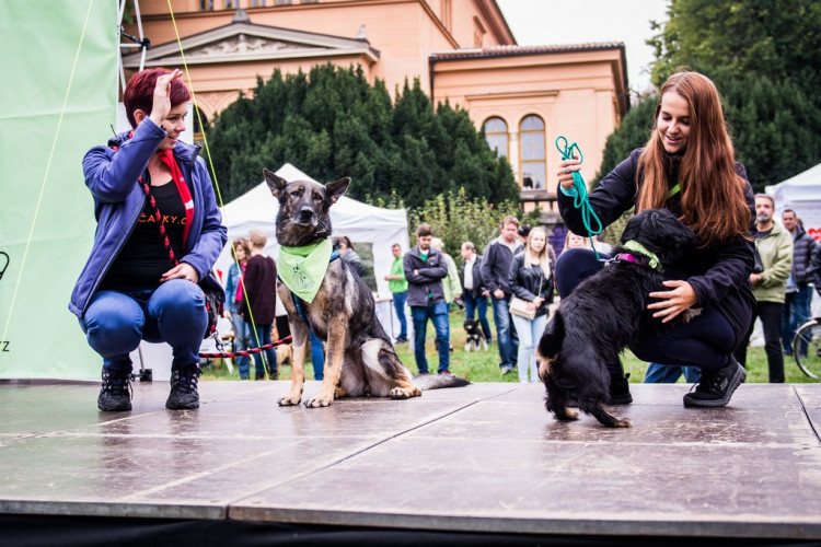 Chcete nás? Umisťovací výstava psů v Lužánkách 2018, autor: Tomáš Hrivňák