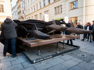 Žraloci obsadili Šilingrák, autor: Tomáš Hrivňák