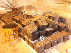 Pěstírna marihuany na Blanensku