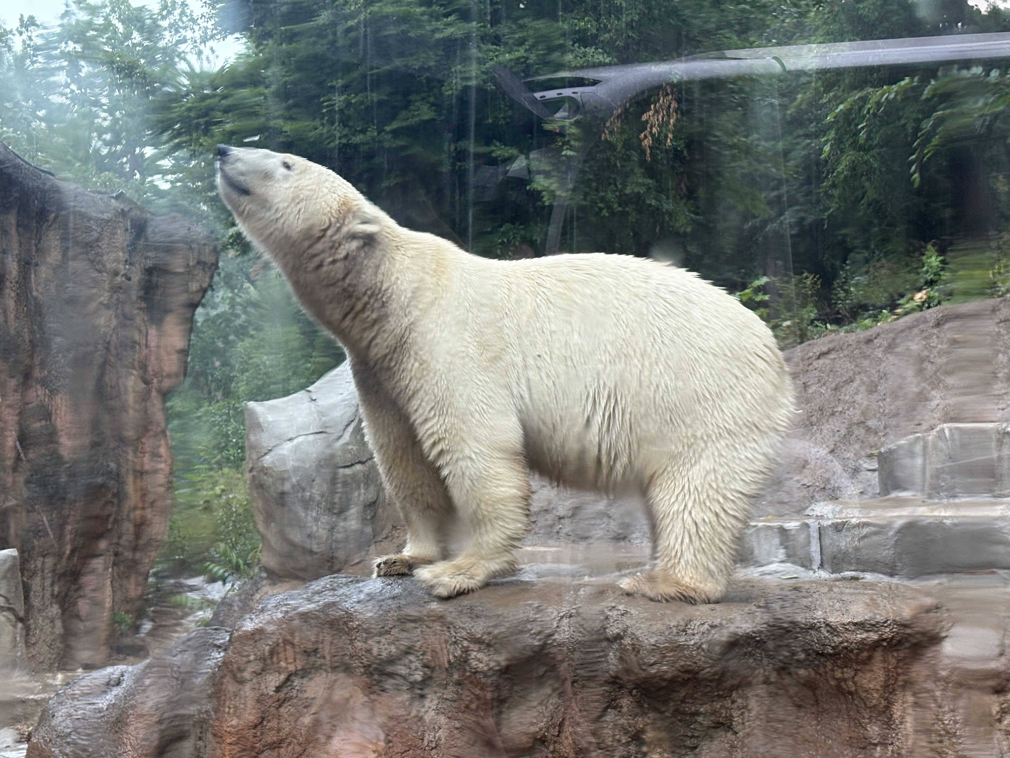 FOTOGALERIE: Lední medvědice v brněnské zoo