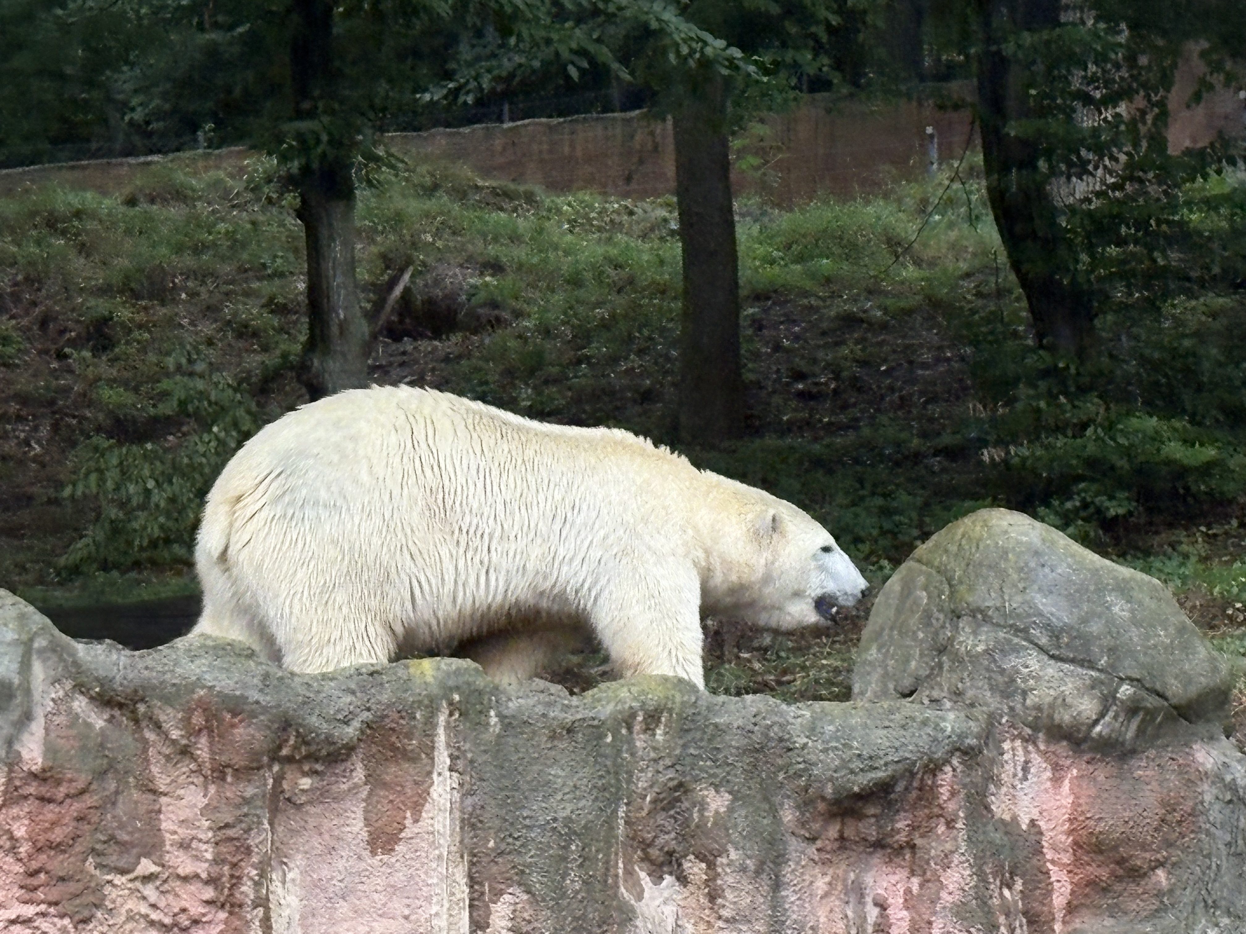 FOTOGALERIE: Lední medvědice v brněnské zoo
