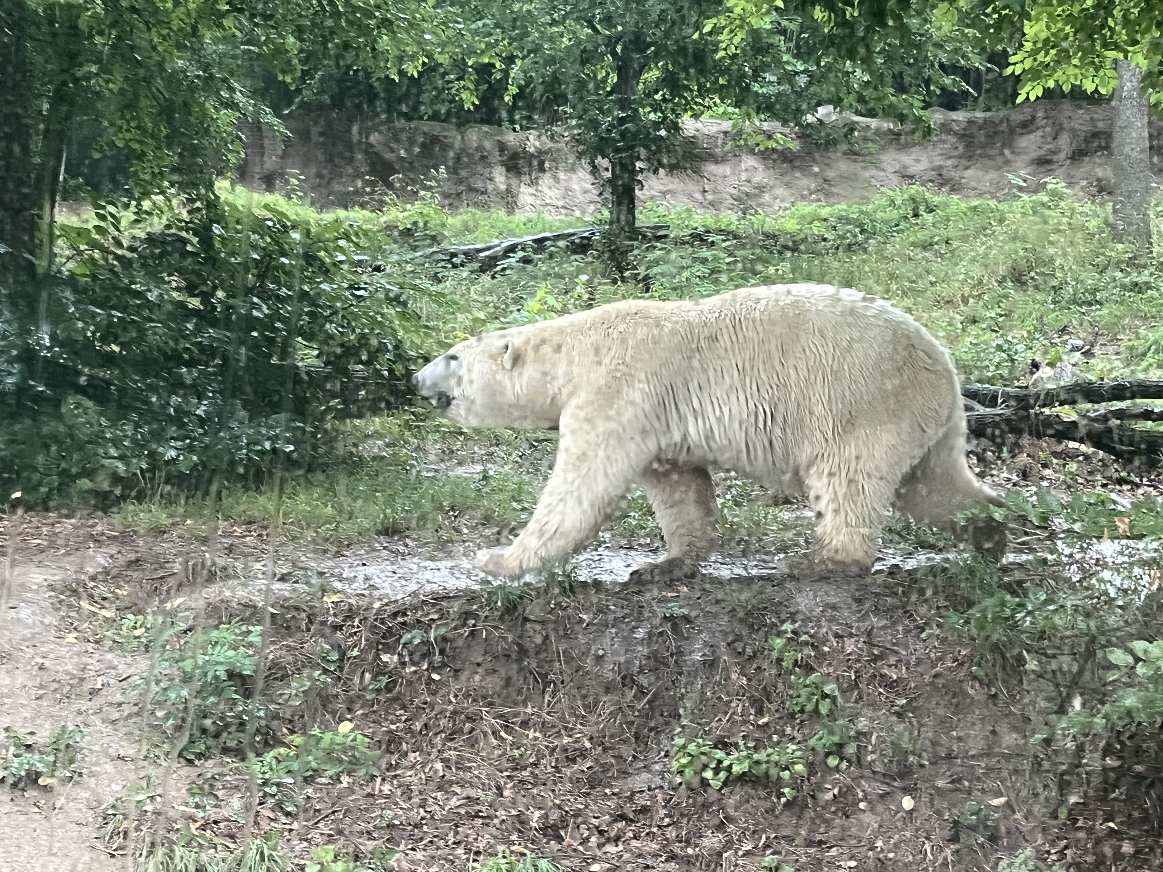 FOTOGALERIE: Lední medvědice v brněnské zoo