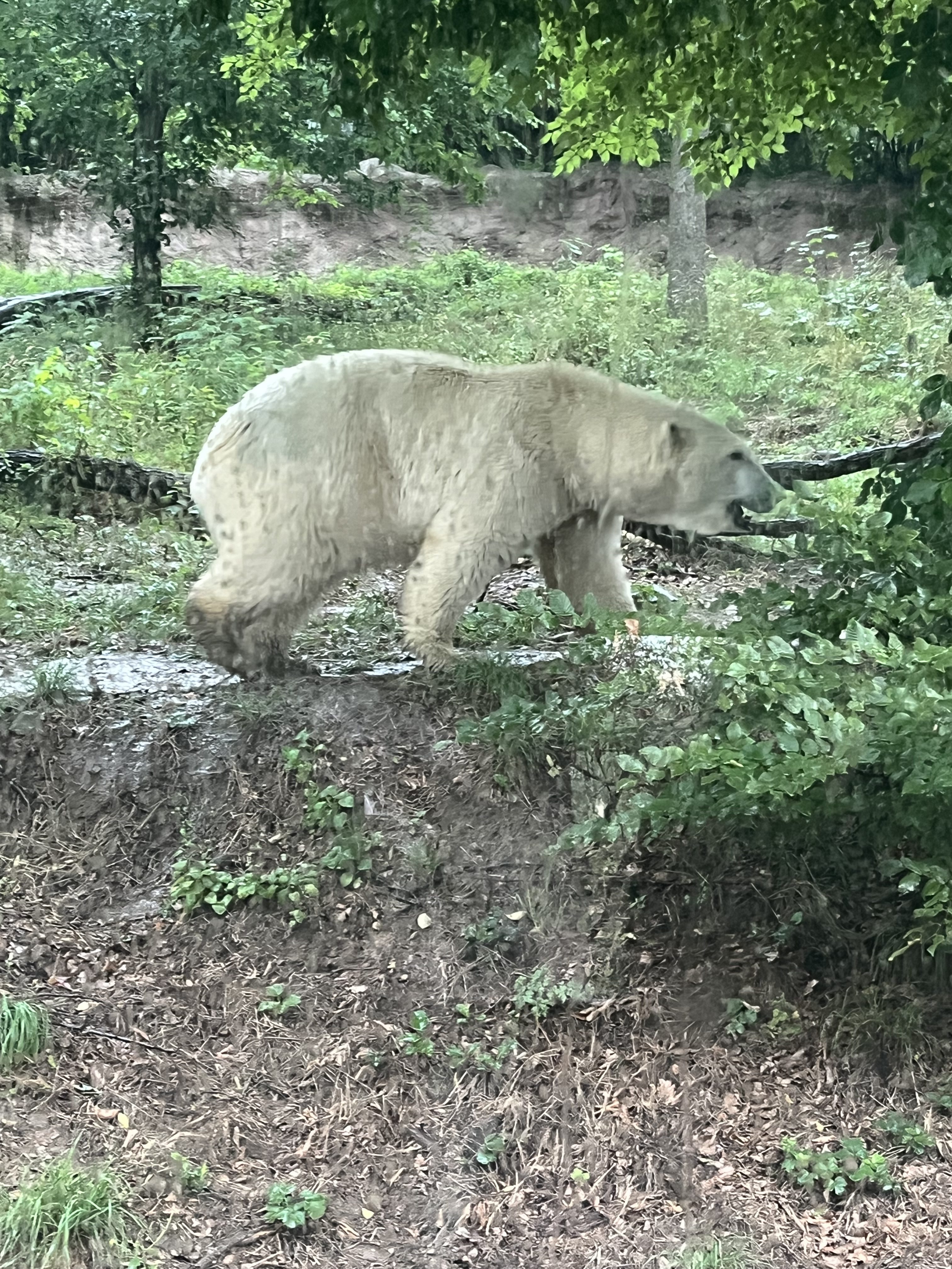 FOTOGALERIE: Lední medvědice v brněnské zoo