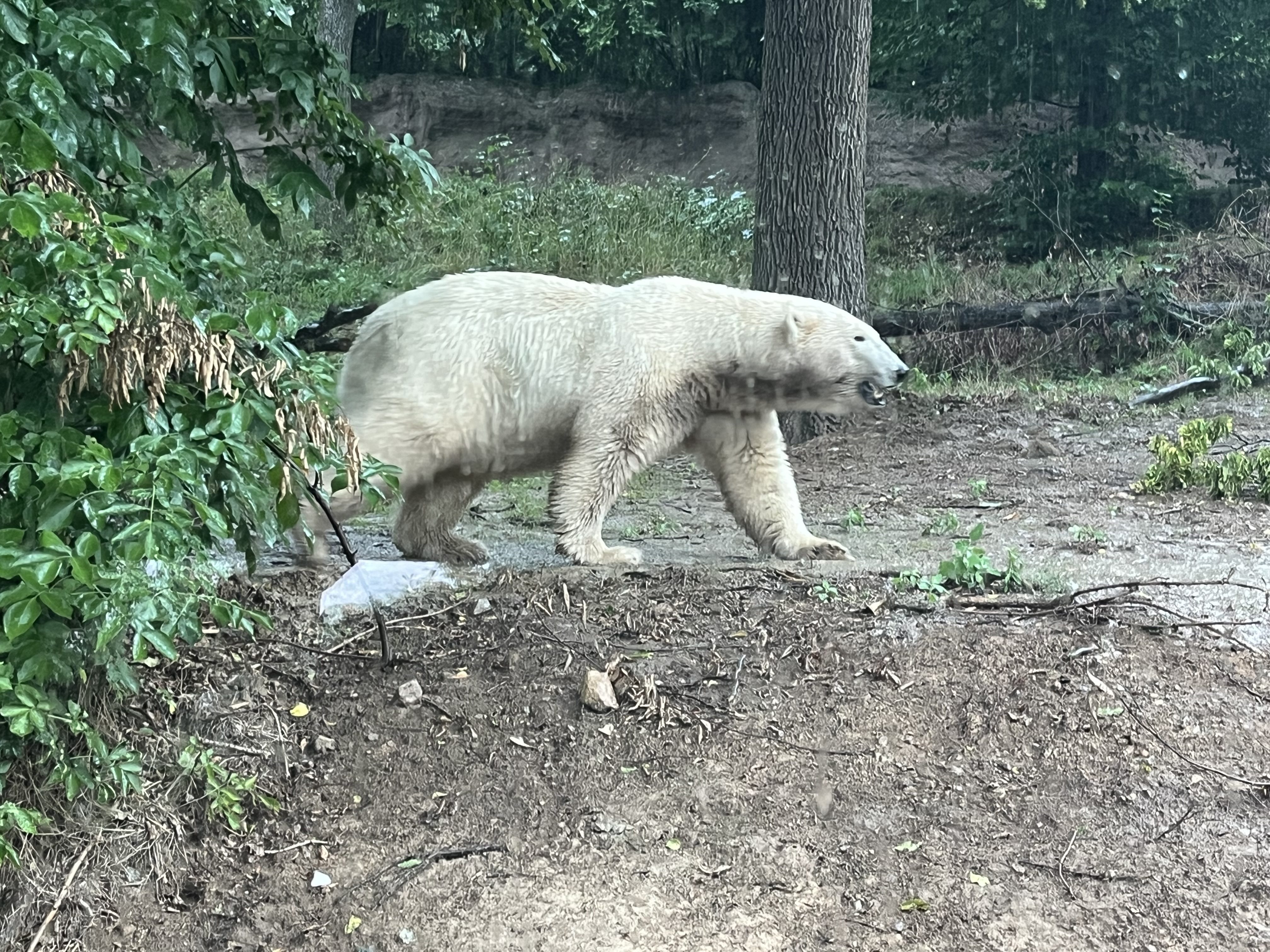 FOTOGALERIE: Lední medvědice v brněnské zoo