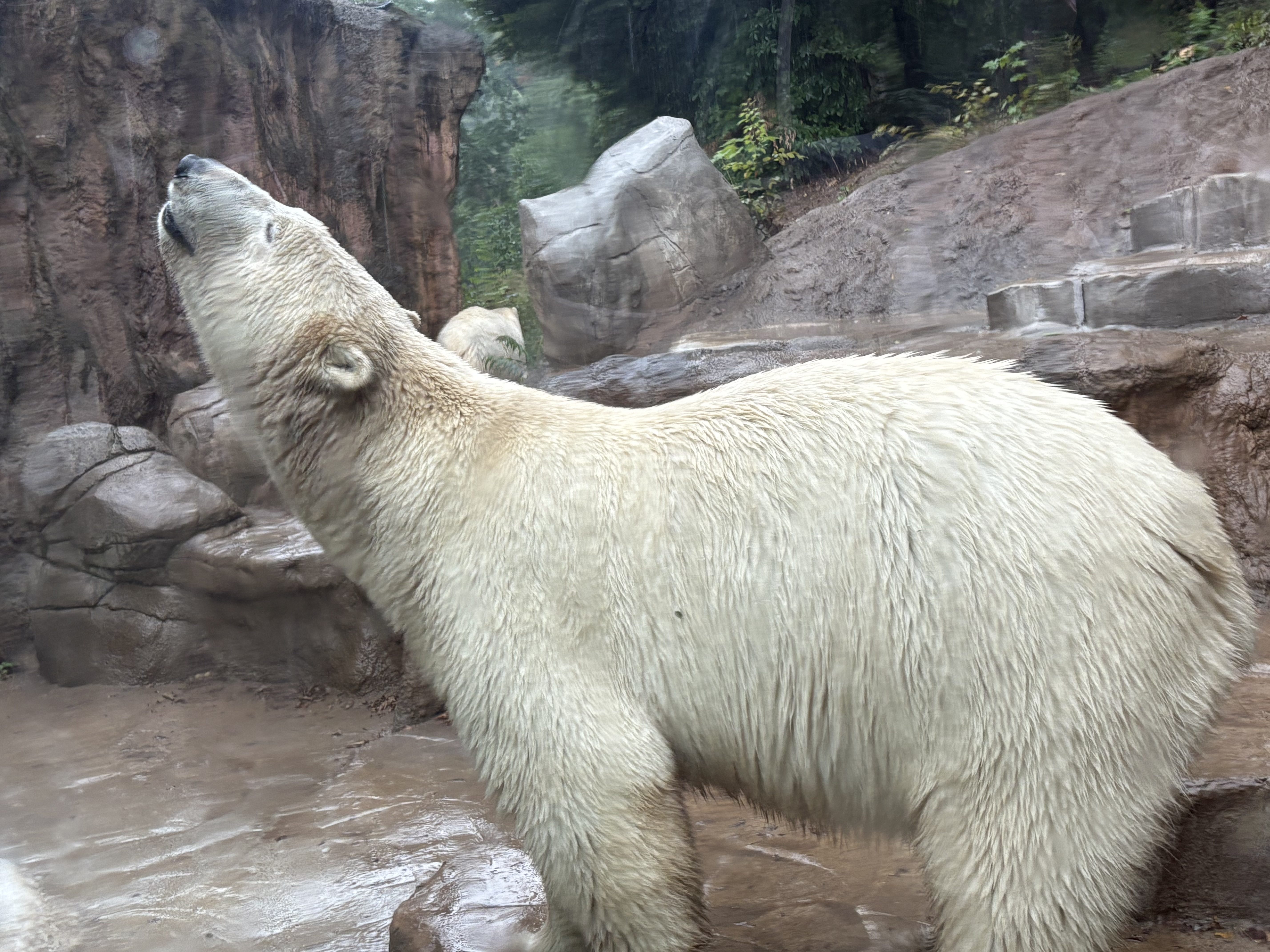 FOTOGALERIE: Lední medvědice v brněnské zoo
