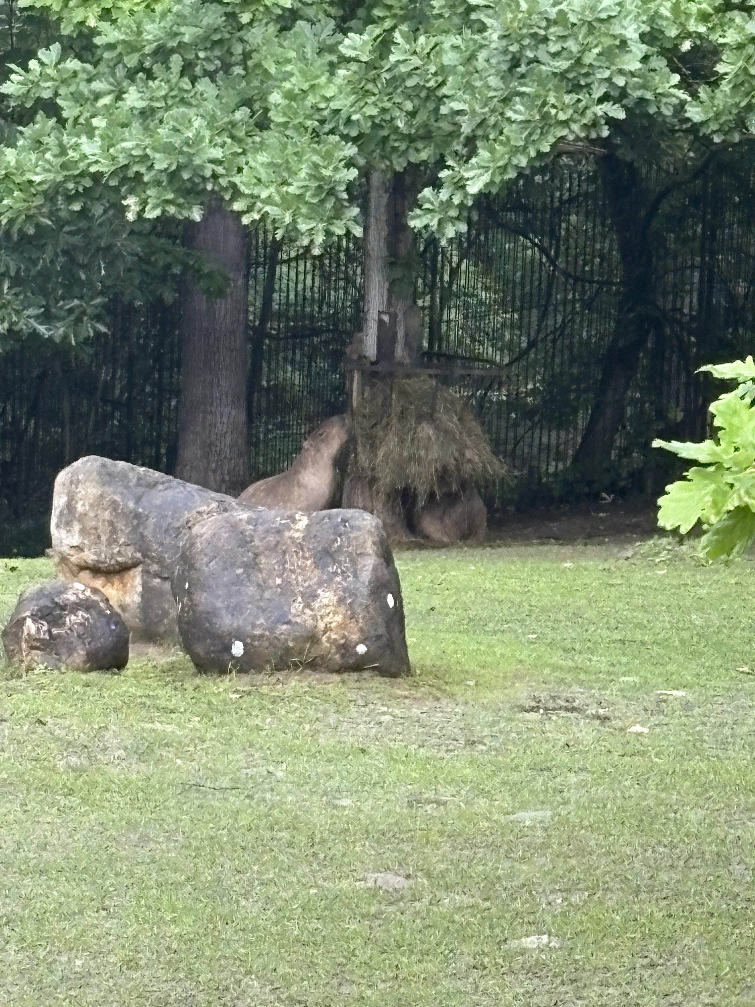FOTOGALERIE: Co dělají zvířata v brněnské zoo, když prší? Podívejte se