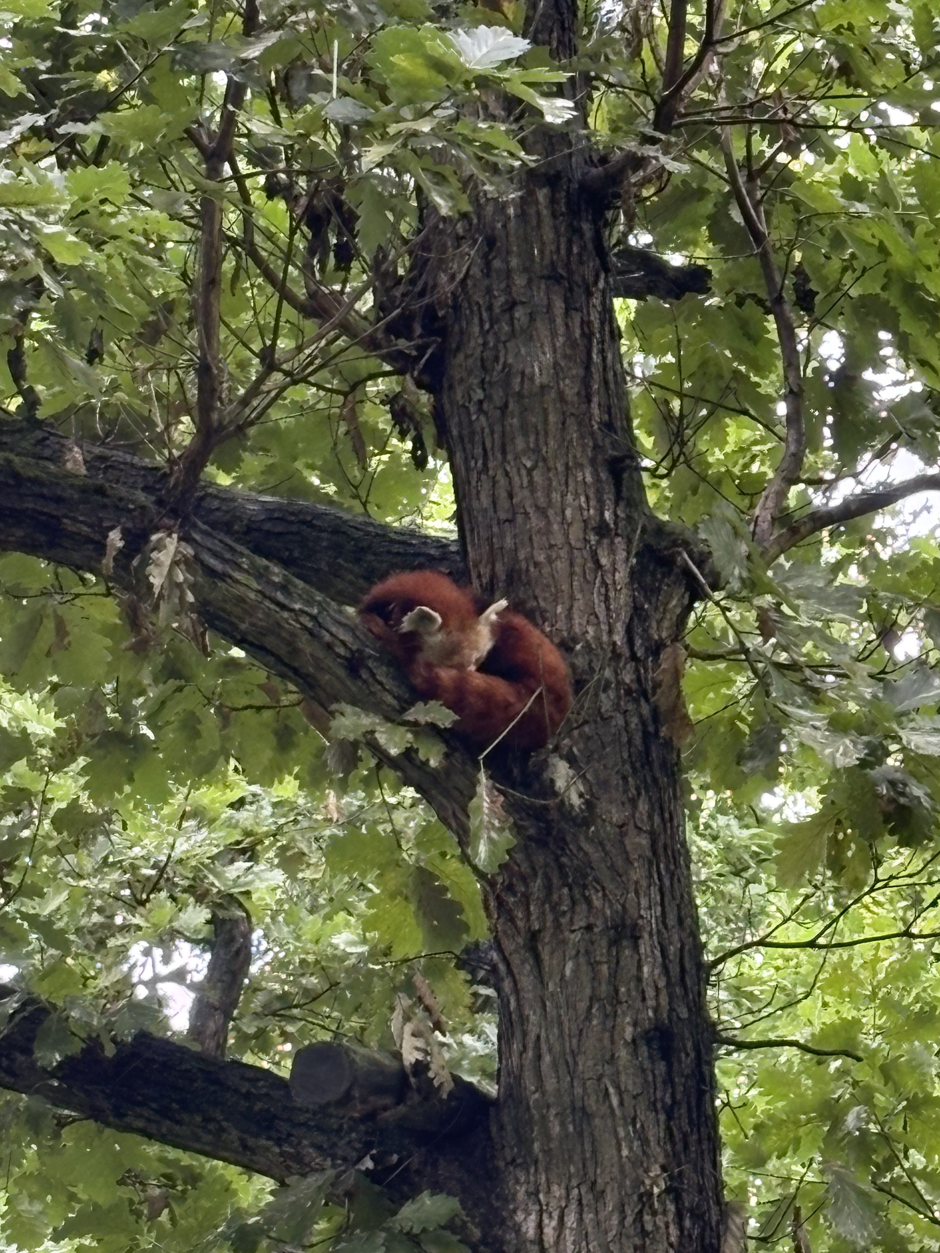 FOTOGALERIE: Co dělají zvířata v brněnské zoo, když prší? Podívejte se