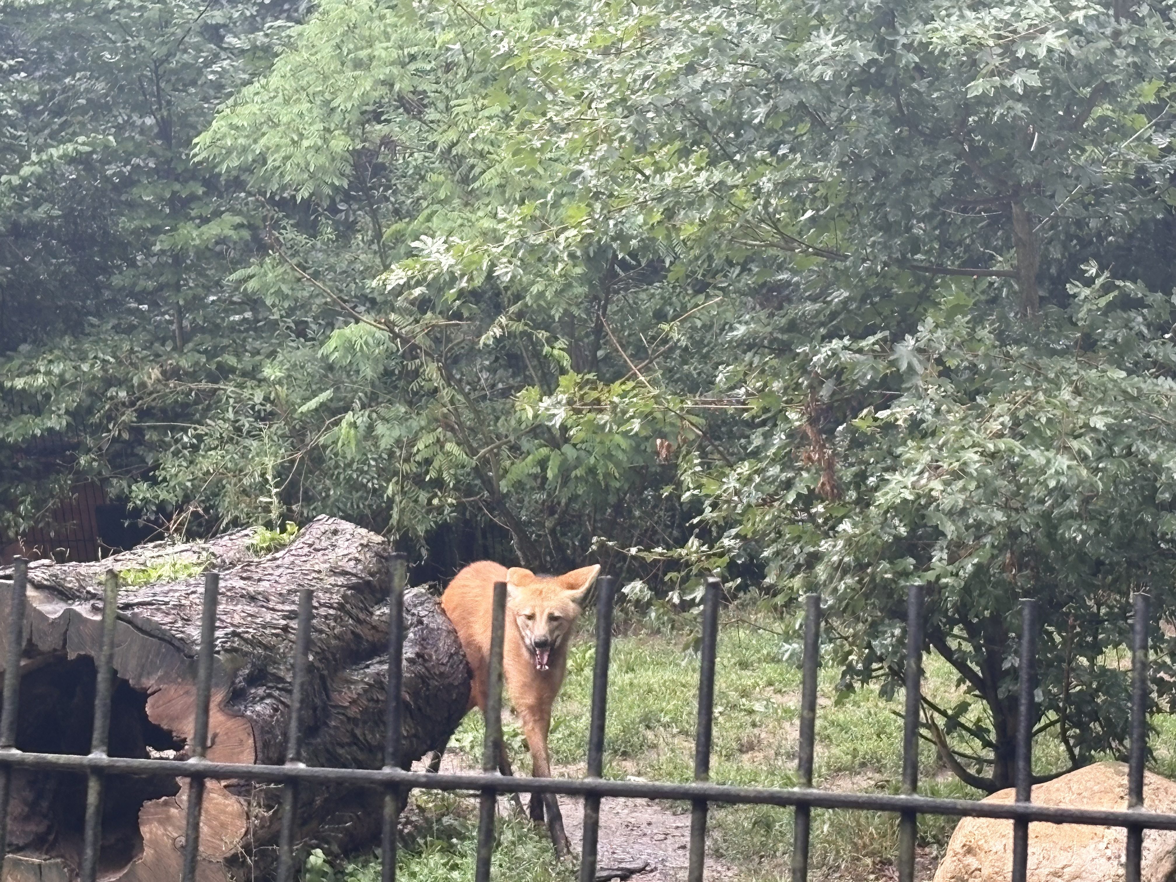 FOTOGALERIE: Co dělají zvířata v brněnské zoo, když prší? Podívejte se