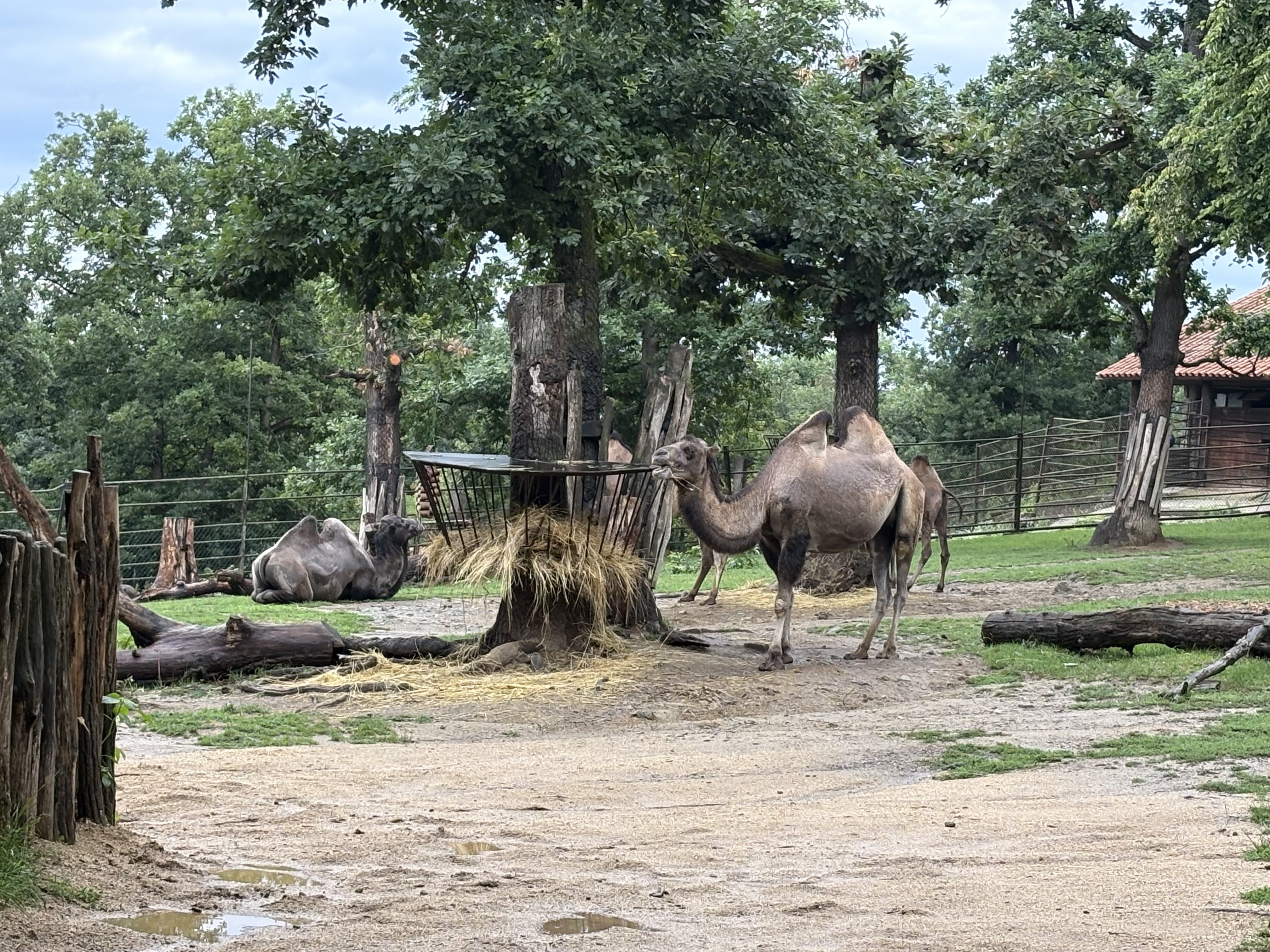 FOTOGALERIE: Co dělají zvířata v brněnské zoo, když prší? Podívejte se
