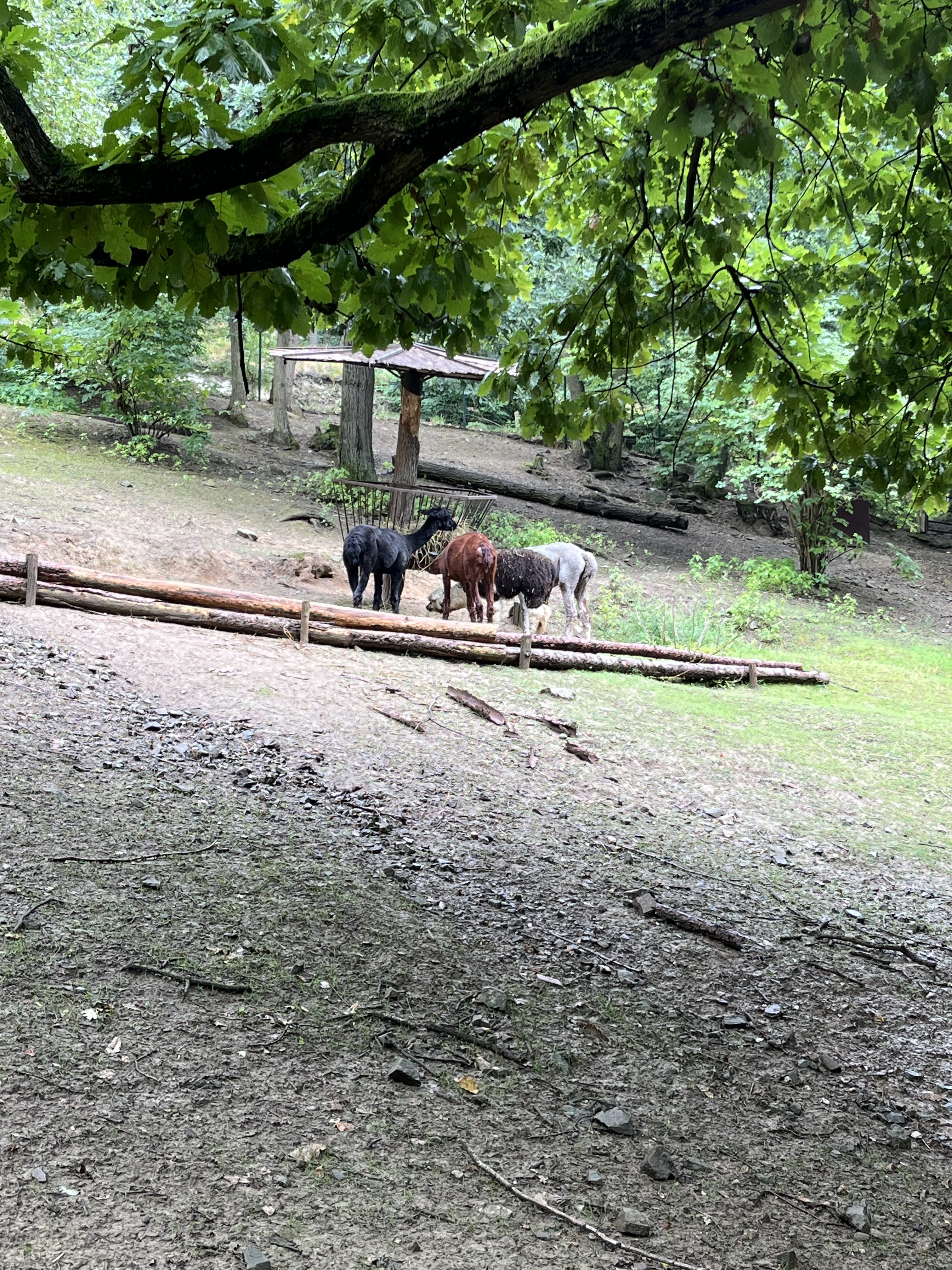 FOTOGALERIE: Co dělají zvířata v brněnské zoo, když prší? Podívejte se