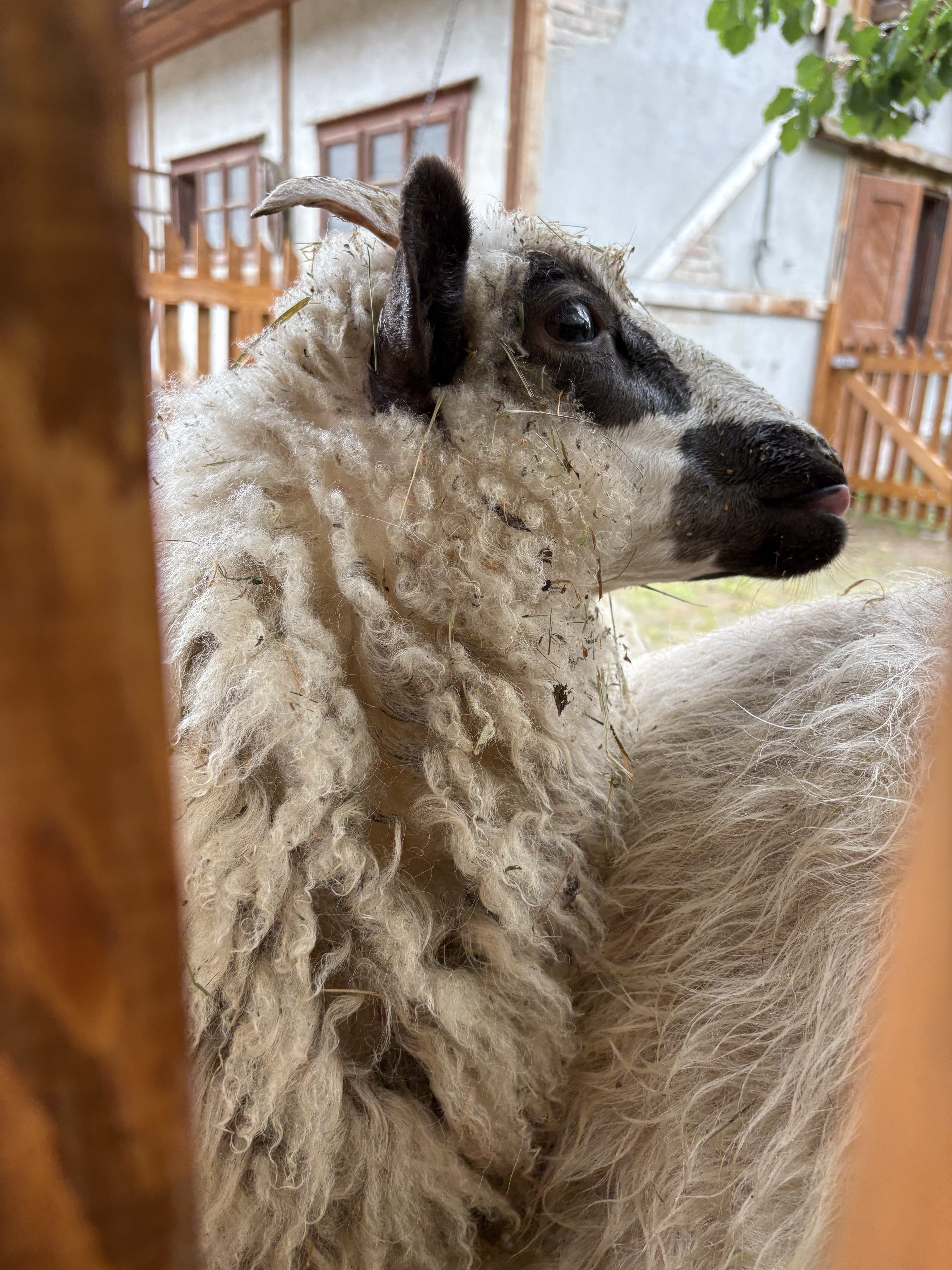 FOTOGALERIE: Co dělají zvířata v brněnské zoo, když prší? Podívejte se