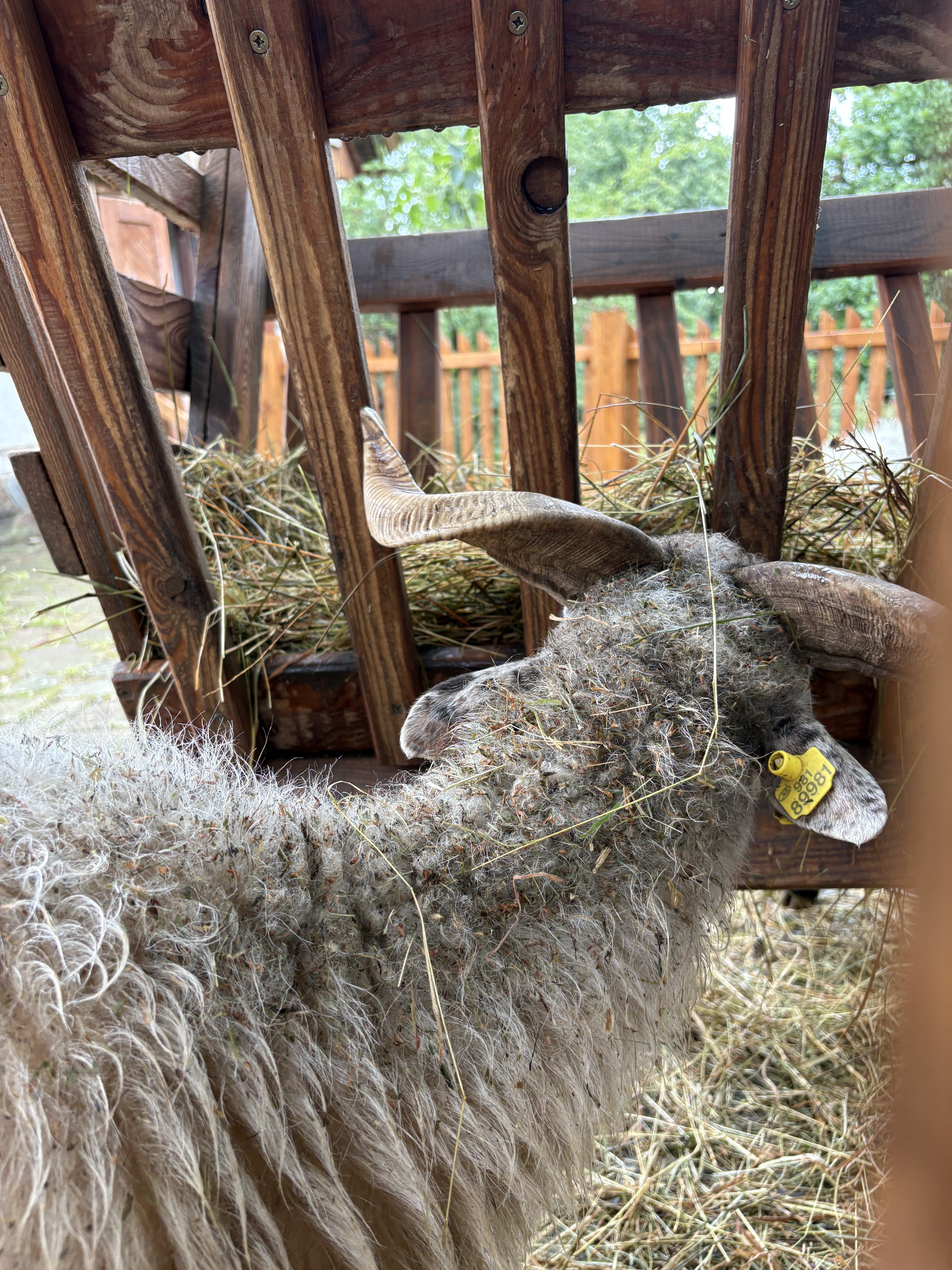 FOTOGALERIE: Co dělají zvířata v brněnské zoo, když prší? Podívejte se
