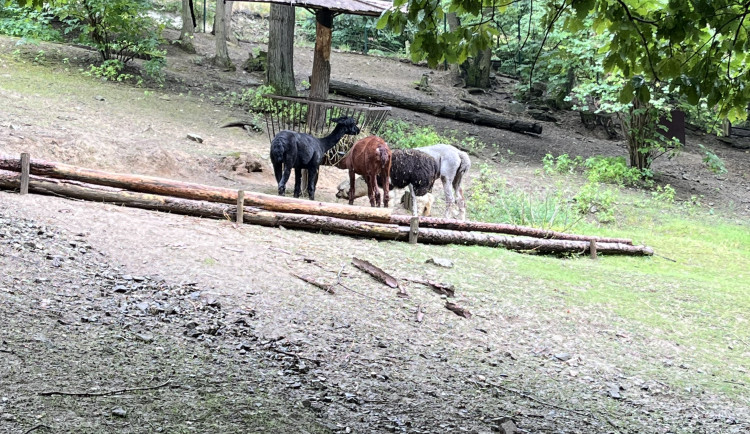 FOTOGALERIE: Co dělají zvířata v brněnské zoo, když prší? Podívejte se