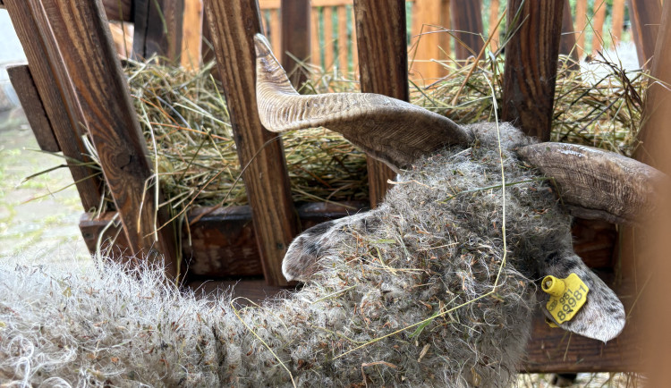 FOTOGALERIE: Co dělají zvířata v brněnské zoo, když prší? Podívejte se