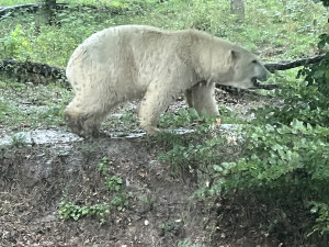 FOTOGALERIE: Lední medvědice v brněnské zoo