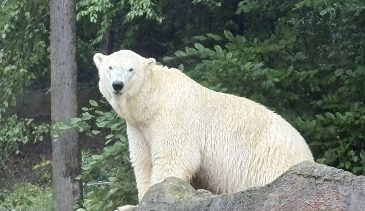FOTOGALERIE: Lední medvědice v brněnské zoo