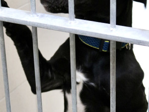 FOTOGALERIE: Jak to vypadá v brněnském útulku pro opuštěná zvířata?