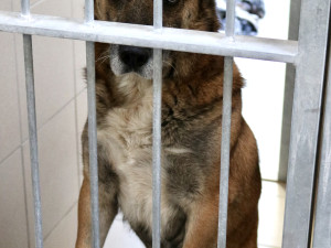 FOTOGALERIE: Jak to vypadá v brněnském útulku pro opuštěná zvířata?