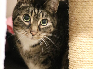 FOTOGALERIE: Jak to vypadá v brněnském útulku pro opuštěná zvířata?