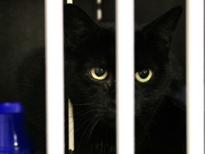 FOTOGALERIE: Jak to vypadá v brněnském útulku pro opuštěná zvířata?