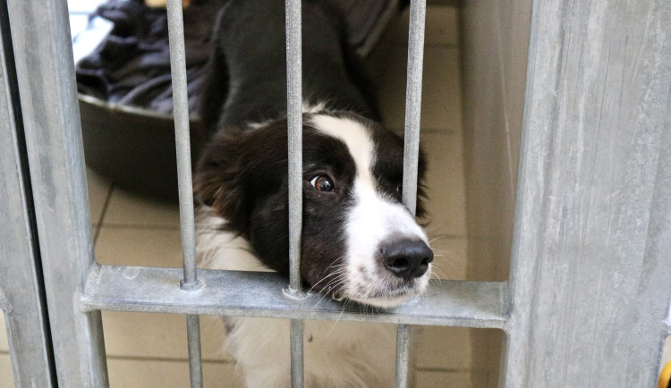 FOTOGALERIE: Jak to vypadá v brněnském útulku pro opuštěná zvířata?