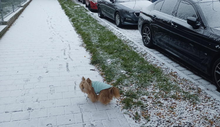 FOTO: Brno a okolí dnes zasypal sníh. Podívejte se, jak to na jižní Moravě vypadalo
