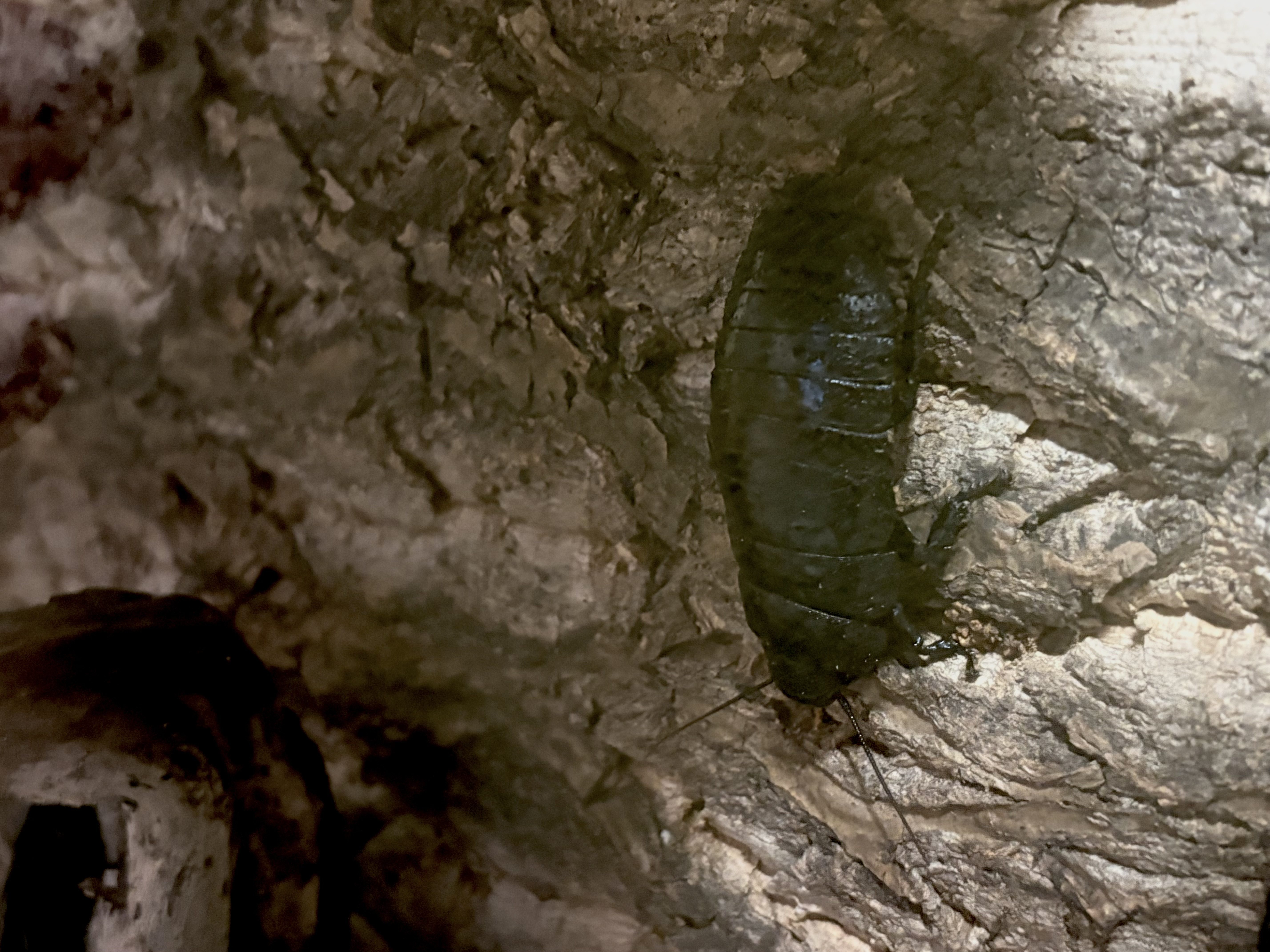FOTO: Gigantická kobylka i šváb, který syčí. V Brně vystavují bizarní hmyz