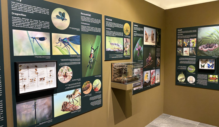 FOTO: Gigantická kobylka i šváb, který syčí. V Brně vystavují bizarní hmyz