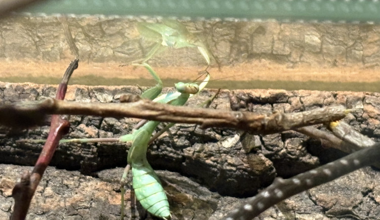 FOTO: Gigantická kobylka i šváb, který syčí. V Brně vystavují bizarní hmyz