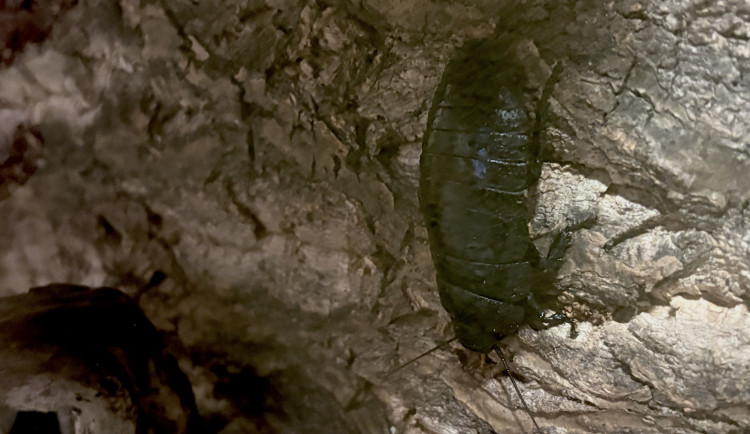 FOTO: Gigantická kobylka i šváb, který syčí. V Brně vystavují bizarní hmyz