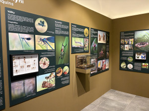 FOTO: Gigantická kobylka i šváb, který syčí. V Brně vystavují bizarní hmyz