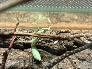 FOTO: Gigantická kobylka i šváb, který syčí. V Brně vystavují bizarní hmyz