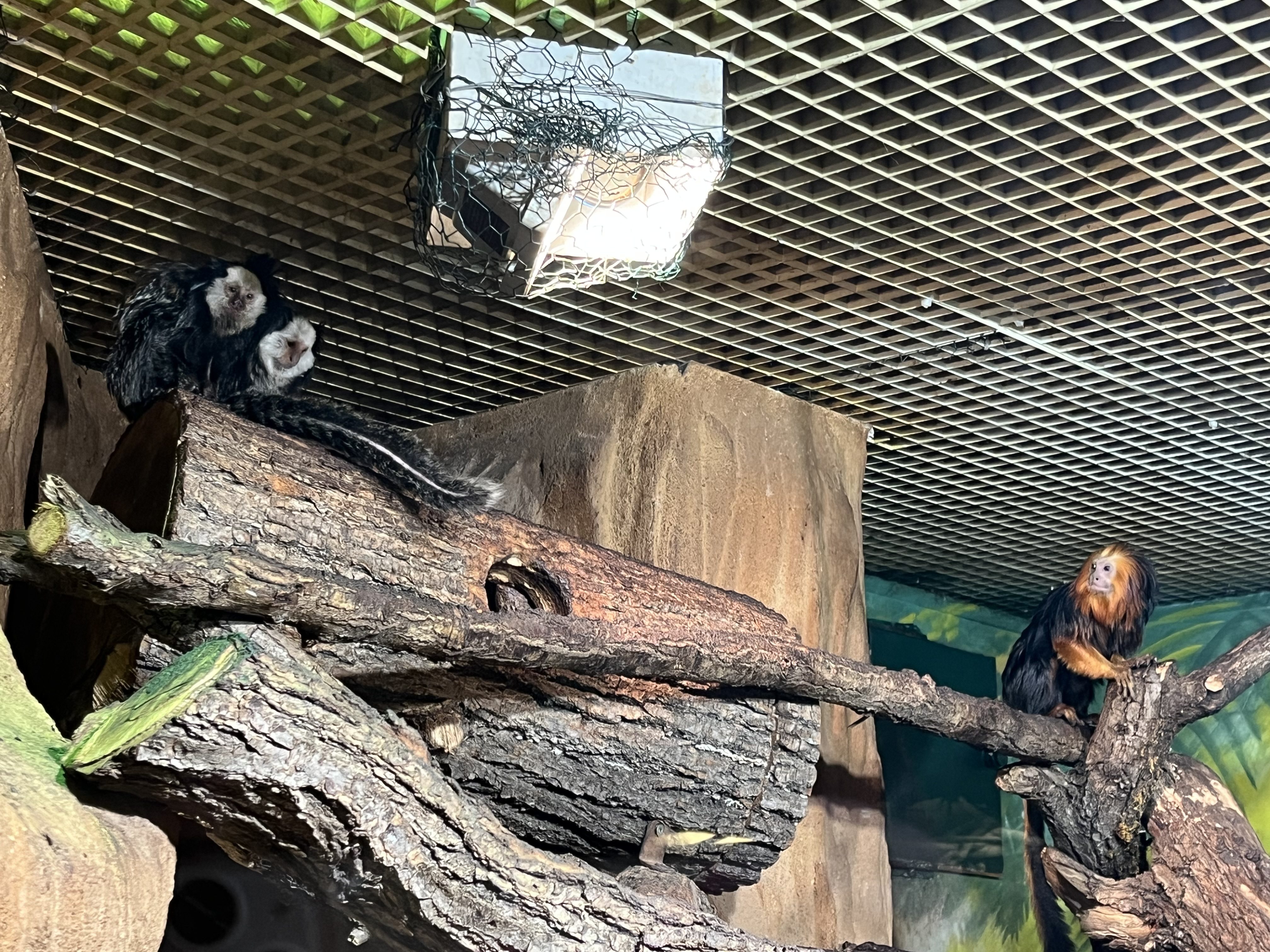 FOTOGALERIE: Jak si sluneční paprsky užívají obyvatelé brněnské zoo?