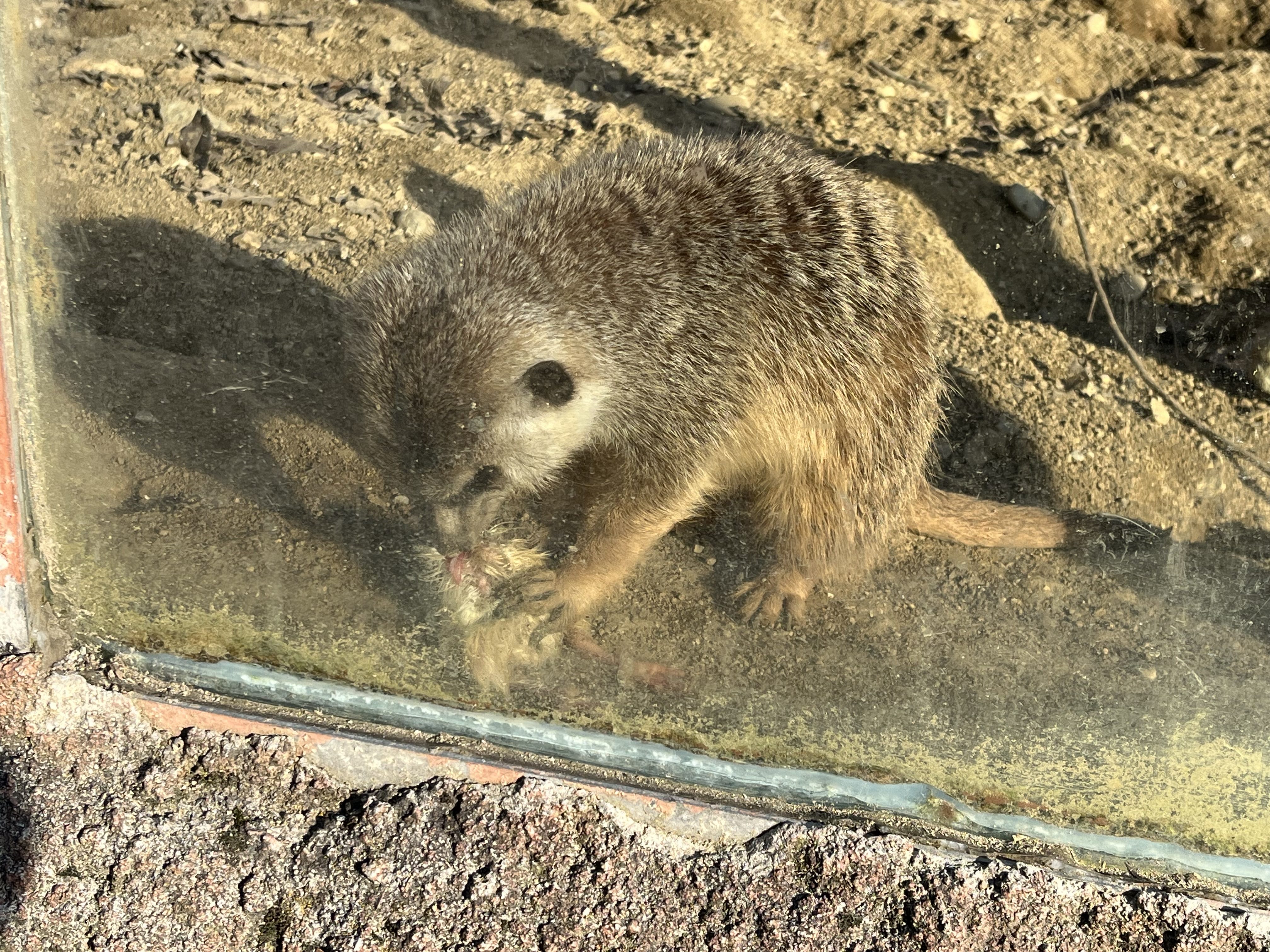 FOTOGALERIE: Jak si sluneční paprsky užívají obyvatelé brněnské zoo?