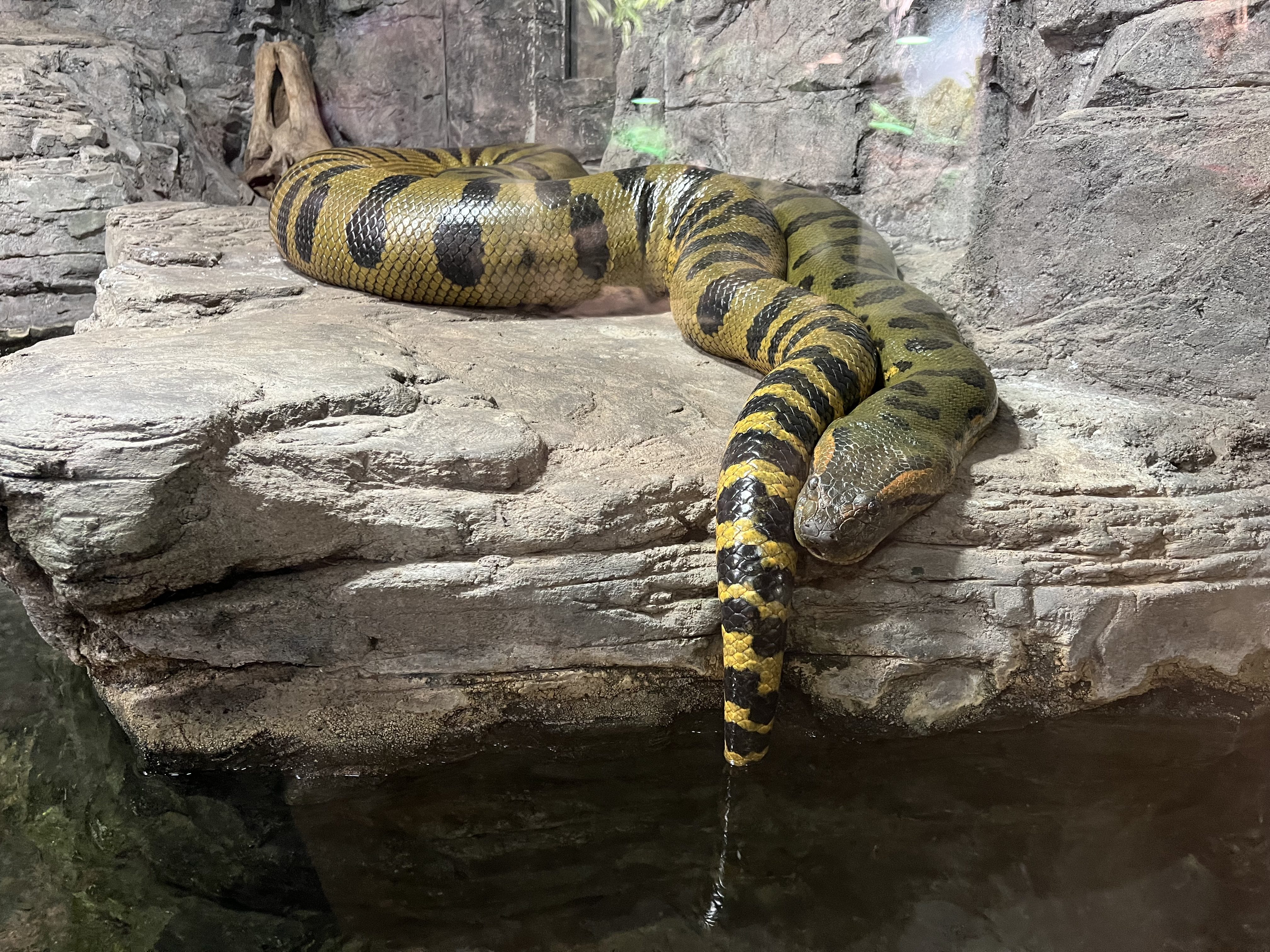 FOTOGALERIE: Jak si sluneční paprsky užívají obyvatelé brněnské zoo?