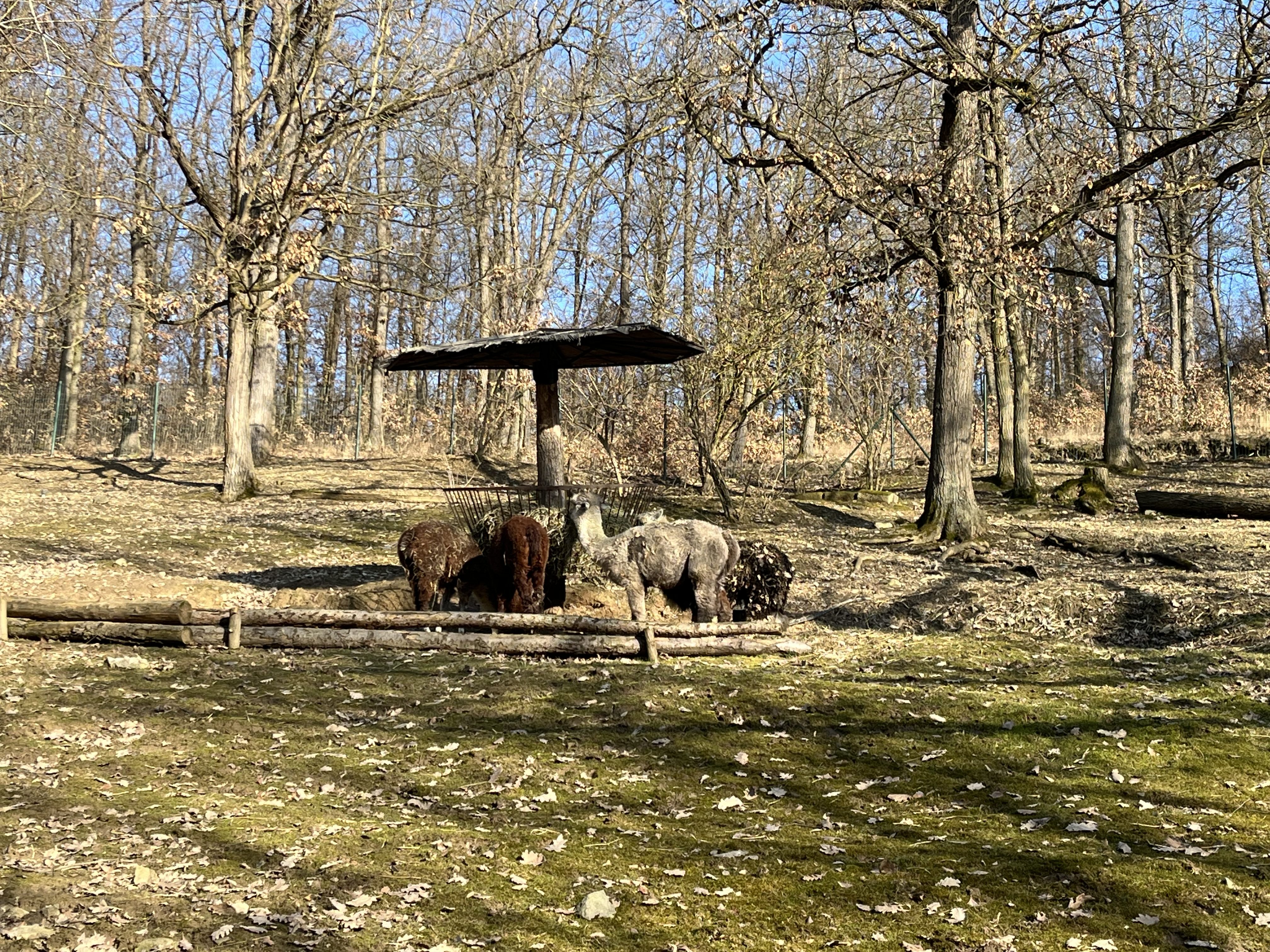FOTOGALERIE: Jak si sluneční paprsky užívají obyvatelé brněnské zoo?