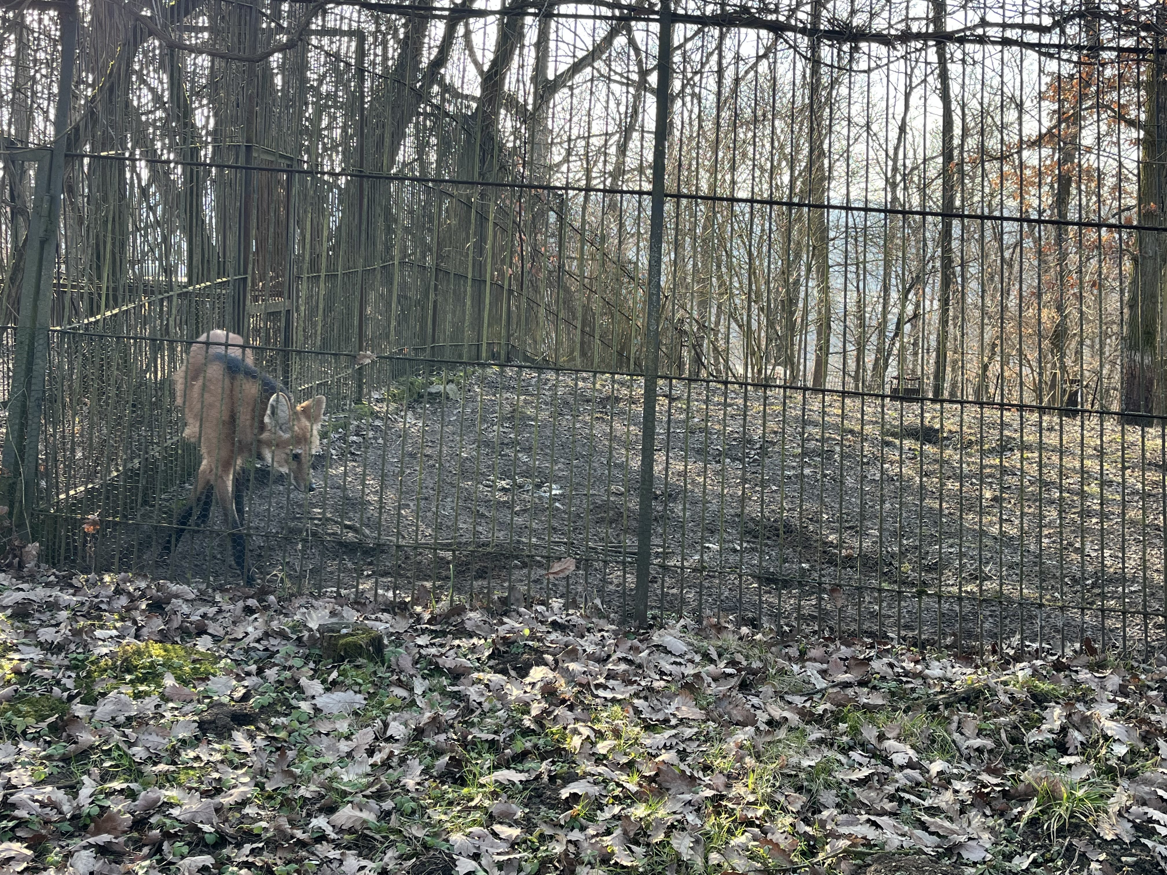 FOTOGALERIE: Jak si sluneční paprsky užívají obyvatelé brněnské zoo?