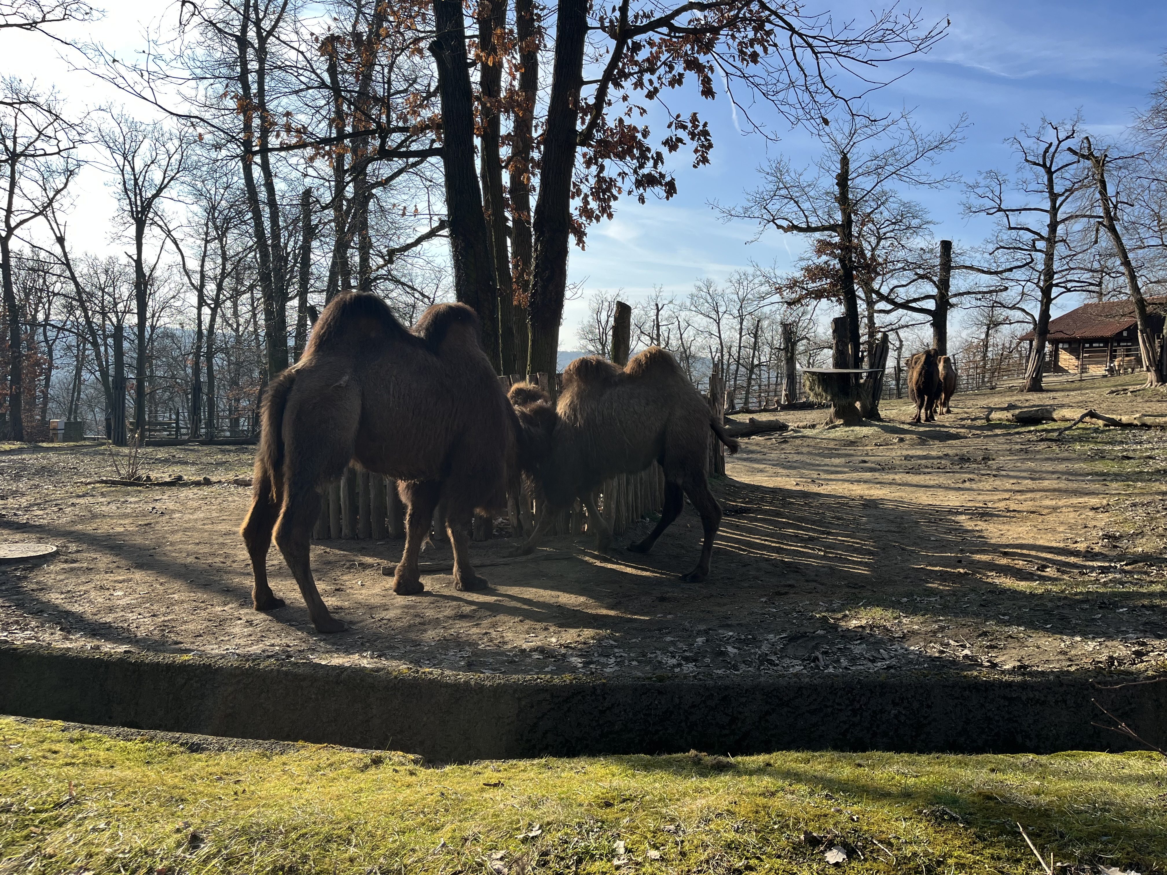 FOTOGALERIE: Jak si sluneční paprsky užívají obyvatelé brněnské zoo?