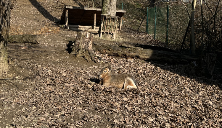 FOTOGALERIE: Jak si sluneční paprsky užívají obyvatelé brněnské zoo?
